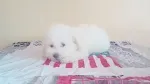 Slika 3