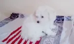 Slika 4