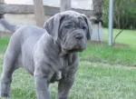 Slika 1