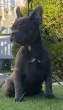 Slika 1