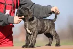 Slika 6