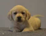 Slika 1