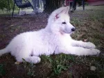 Slika 1