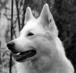 Slika 6