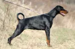 Slika 1