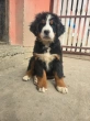 Slika 1