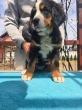 Slika 6