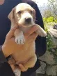 Slika 1