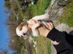 Slika 5
