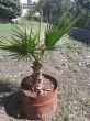 Slika 1