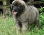 Slika 1