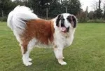 Slika 1