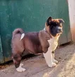 Slika 1
