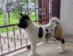 Slika 4