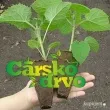 Slika 1