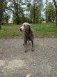 Slika 4