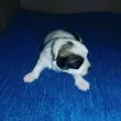 Slika 4
