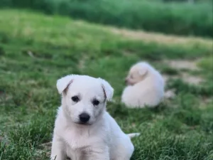 Slika 4