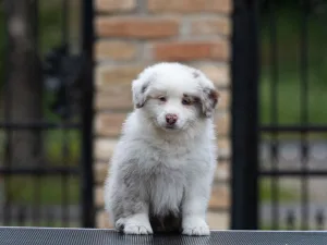 Slika 2
